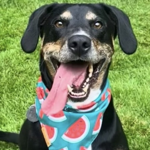 Finn, Carrie and Brandon's dog, grinning in a watermelon bandana